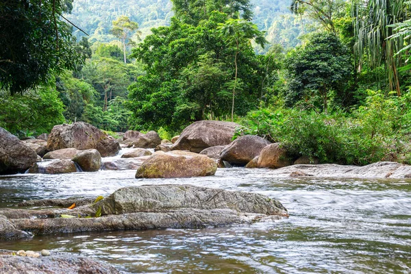 Ormanda ve nehir taşında ağaç ve güneş ışığı olan nehir, Ormanda su nehir ağacı, Taş nehir ve ağaç yaprağı