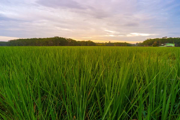 Arroz Arroz Campo Arroz Rural Con Cielo Nublado Luz Del —  Fotos de Stock