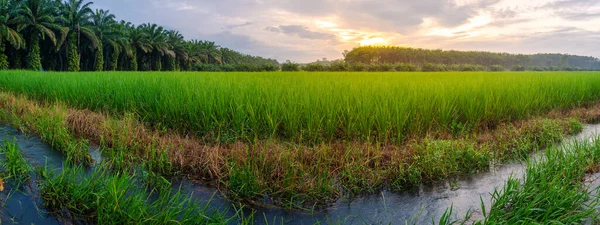 Reisfelder Reisfeldern Ländlich Mit Wolkenverhangenem Himmel Bei Tageslicht Grüne Felder — Stockfoto