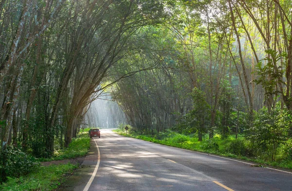 Camino Para Árbol Goma Plantación Caucho Látex Jardín Caucho Árbol — Foto de Stock