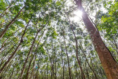 Güney Tayland 'da kauçuk, kauçuk ağacı, fidanlık ve ağaç lastiği.