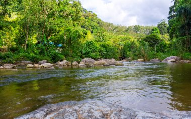 Ormanda ve nehir taşında ağaç ve güneş ışığı olan nehir, Ormanda su nehir ağacı, Taş nehir ve ağaç yaprağı