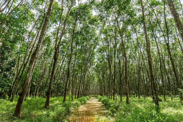 Latex Rubber Rubber Tree Plantation Tree Rubber Southern Thailand — Stock Photo, Image