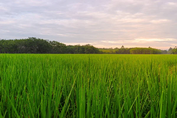 Arroz Arroz Campo Arroz Rural Con Cielo Nublado Luz Del —  Fotos de Stock