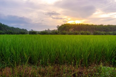 Pirinç tarlasında pirinç tarlası, bulutlu gökyüzü, yeşil kırsal arazi, yeşil tarlalı Paddy pilavı.
