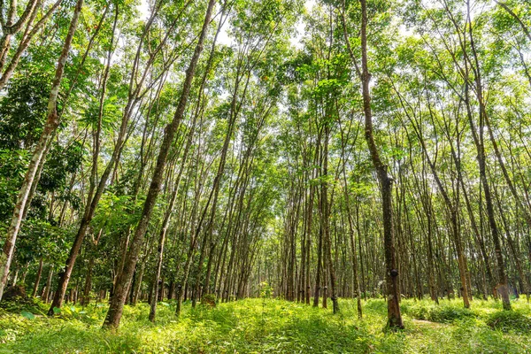 Pohon Karet Karet Latex Perkebunan Dan Karet Pohon Thailand Selatan — Stok Foto