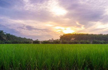 Pirinç tarlasında pirinç tarlası, bulutlu gökyüzü, yeşil kırsal arazi, yeşil tarlalı Paddy pilavı.