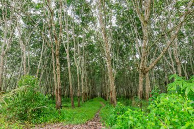 Kauçuk ağacı, kauçuk lateks, plantasyon ve Güney Tayland 'da ağaç kauçuğu.