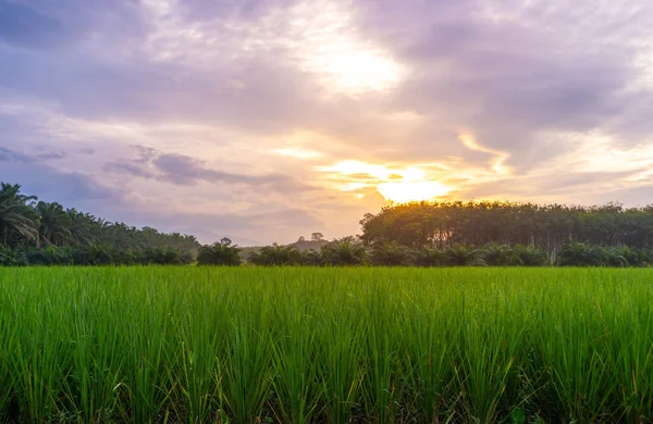 Reisfelder Reisfeldern Ländlich Mit Wolkenhimmel Bei Tageslicht Grüne Felder Ländliche — Stockfoto
