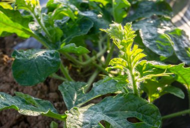 Genç büyüyen karpuz filizleri fotosentez ve tam büyüme için sabah güneşinde ortaya çıkar. Büyüme konsepti, Başarı ve yeşilin altındaki sonsuz konsepti korumak.