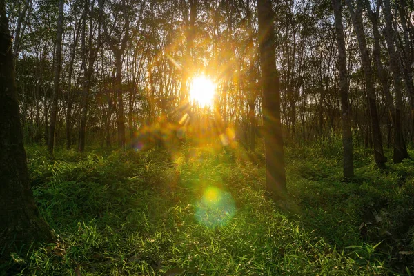 Borracha Látex Árvore Borracha Plantação Borracha Árvore Sul Tailândia — Fotografia de Stock