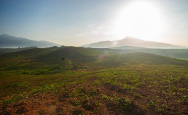 Tayland 'ın güneyinde lastik tarlası, lateks lastik, para kauçuk ağaç bahçesi.