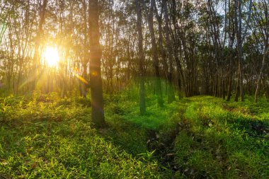 Güney Tayland 'da kauçuk ağaç bahçesi, lateks kauçuk, plantasyon ve ağaç kauçuğu.