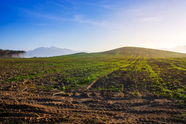 Anbauflächen Für Kautschukplantagen Süden Thailands Latexkautschuk Para Kautschukbaumgarten — Stockfoto