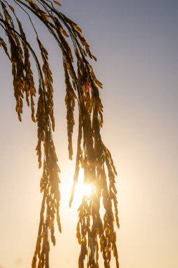 Pirinç tarlasında pirinç tarlası, bulutlu gökyüzü, yeşil kırsal arazi, yeşil tarlalı Paddy pilavı.