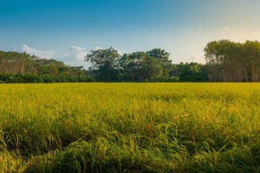 Pirinç tarlasında pirinç tarlası, bulutlu gökyüzü, yeşil kırsal arazi, yeşil tarlalı Paddy pilavı.