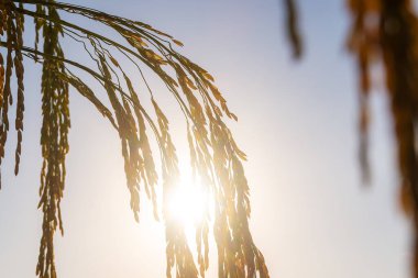 Pirinç tarlasında pirinç tarlası, bulutlu gökyüzü, yeşil kırsal arazi, yeşil tarlalı Paddy pilavı.