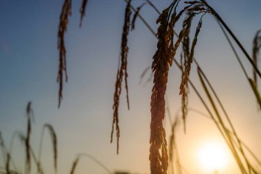 Pirinç tarlasında pirinç tarlası, bulutlu gökyüzü, yeşil kırsal arazi, yeşil tarlalı Paddy pilavı.