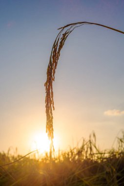 Pirinç tarlasında pirinç tarlası, bulutlu gökyüzü, yeşil kırsal arazi, yeşil tarlalı Paddy pilavı.