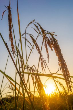 Pirinç tarlasında pirinç tarlası, bulutlu gökyüzü, yeşil kırsal arazi, yeşil tarlalı Paddy pilavı.