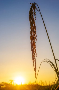 Pirinç tarlasında pirinç tarlası, bulutlu gökyüzü, yeşil kırsal arazi, yeşil tarlalı Paddy pilavı.