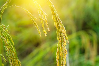 Pirinç tarlasında pirinç tarlası, bulutlu gökyüzü, yeşil kırsal arazi, yeşil tarlalı Paddy pilavı.