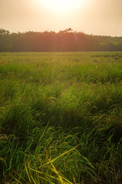 Reisfelder Reisfeldern Ländlich Mit Wolkenhimmel Bei Tageslicht Grüne Felder Ländliche — Stockfoto