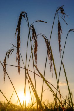 Pirinç tarlasında pirinç tarlası, bulutlu gökyüzü, yeşil kırsal arazi, yeşil tarlalı Paddy pilavı.