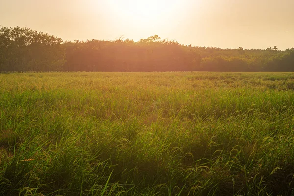 Rice Paddy Rice Field Rural Cloud Sky Daylight Green Field — Stock Photo, Image