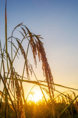 Pirinç tarlasında pirinç tarlası, bulutlu gökyüzü, yeşil kırsal arazi, yeşil tarlalı Paddy pilavı.