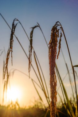 Pirinç tarlasında pirinç tarlası, bulutlu gökyüzü, yeşil kırsal arazi, yeşil tarlalı Paddy pilavı.