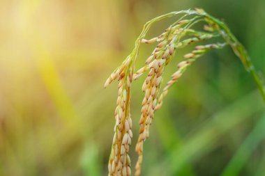 Pirinç tarlasında pirinç tarlası, bulutlu gökyüzü, yeşil kırsal arazi, yeşil tarlalı Paddy pilavı.