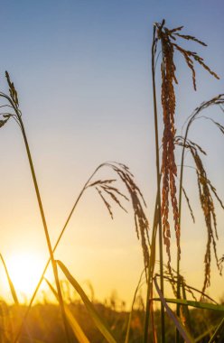 Pirinç tarlasında pirinç tarlası, bulutlu gökyüzü, yeşil kırsal arazi, yeşil tarlalı Paddy pilavı.