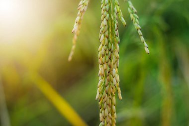 Pirinç tarlasında pirinç tarlası, bulutlu gökyüzü, yeşil kırsal arazi, yeşil tarlalı Paddy pilavı.