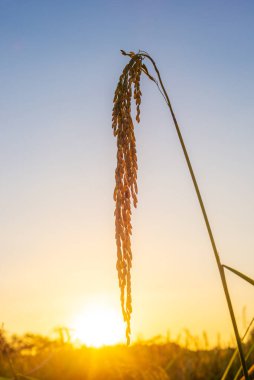 Pirinç tarlasında pirinç tarlası, bulutlu gökyüzü, yeşil kırsal arazi, yeşil tarlalı Paddy pilavı.