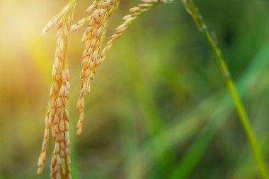 Pirinç tarlasında pirinç tarlası, bulutlu gökyüzü, yeşil kırsal arazi, yeşil tarlalı Paddy pilavı.