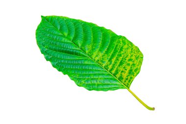 Beyaz arka planda yalıtılmış tropik yeşil yaprak, doğal tropikal ormandan yaprak, Kratom yaprakları, kırpma yolları.