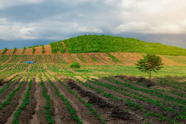 Anbauflächen Für Kautschukplantagen Süden Thailands Latexkautschuk Para Kautschukbaumgarten — Stockfoto
