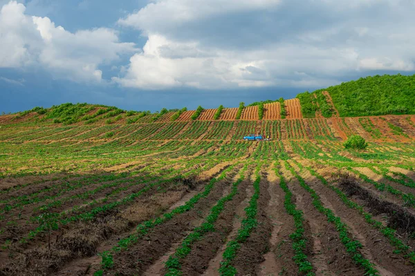 Área Cultivo Plantação Borracha Sul Tailândia Borracha Látex Jardim Árvore — Fotografia de Stock