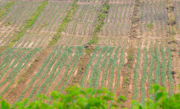 Anbauflächen Für Kautschukplantagen Süden Thailands Latexkautschuk Para Kautschukbaumgarten — Stockfoto