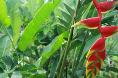 Heliconia çiçeği, kırmızı ve sarı çiçekler ve büyüleyici yeşil yapraklar..