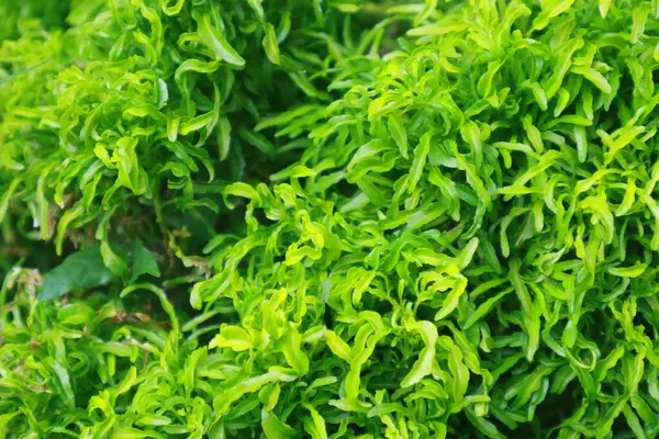 Altın çimenler sararmaya başlıyor ve güzel yeşil çimenler ve kayalık toprak görülebilir..