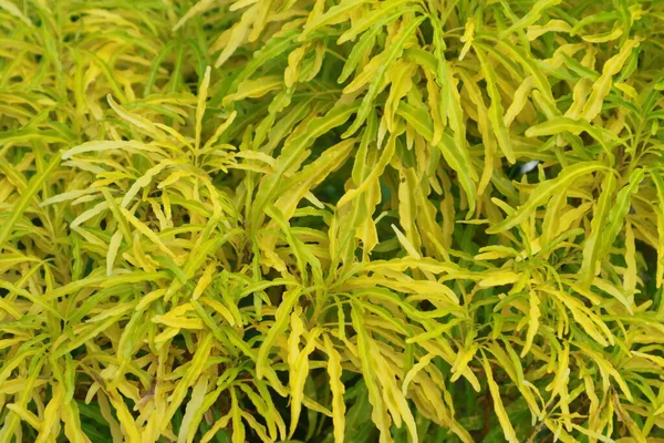 Altın çimenler sararmaya başlıyor ve güzel yeşil çimenler ve kayalık toprak görülebilir..