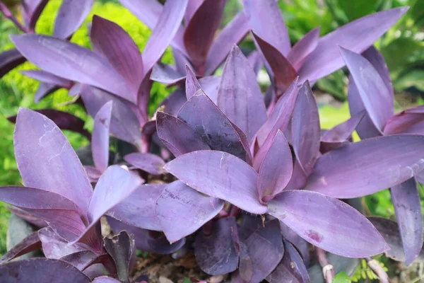 Çiçek açan Bougainvillea 'nın serin mor bir rengi var..