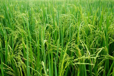 Bereketli ve yeşil pirinç bitkileri.