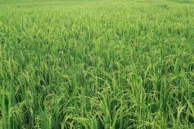 Bereketli ve yeşil pirinç bitkileri.