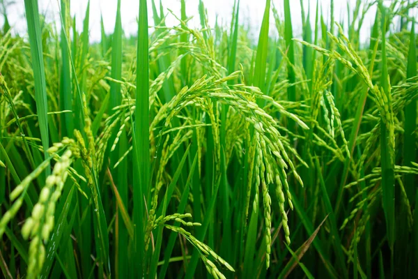 Bereketli ve yeşil pirinç bitkileri.