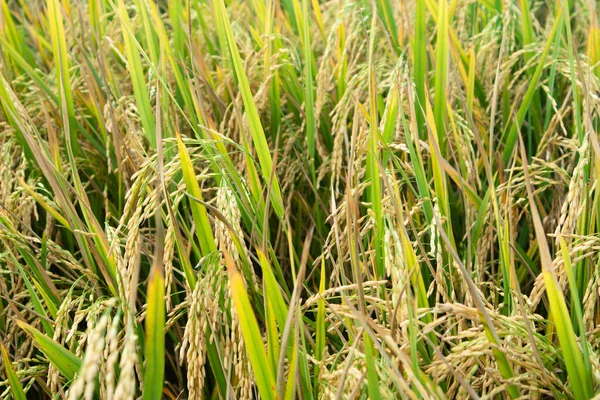 Pirinç bitkileri hasat için sararmaya başladı..