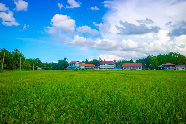 Yeşil pirinç bitkileri ve doğa manzarası, mavi gökyüzüne beyaz bulutlar ve binalar eşlik ediyor..