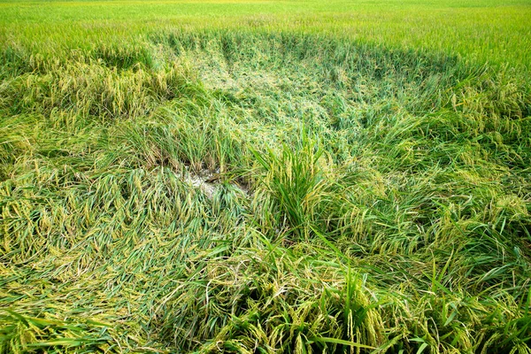 Pirinç bitkileri sert rüzgarlarla vuruldu..